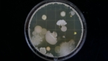 culture des moisissures en laboratoire