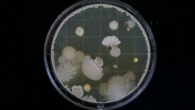 culture des moisissures en laboratoire