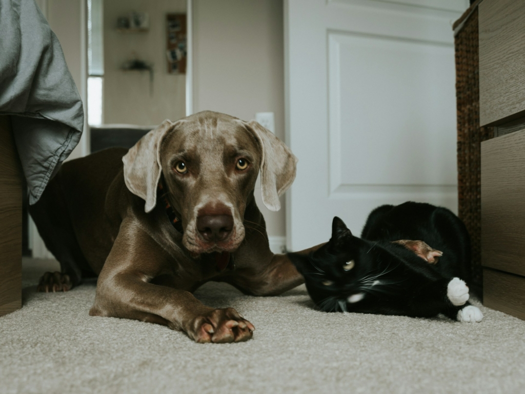 Traitement au fipronil des chiens et des chats
