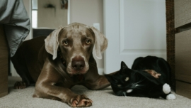 Traitement au fipronil des chiens et des chats