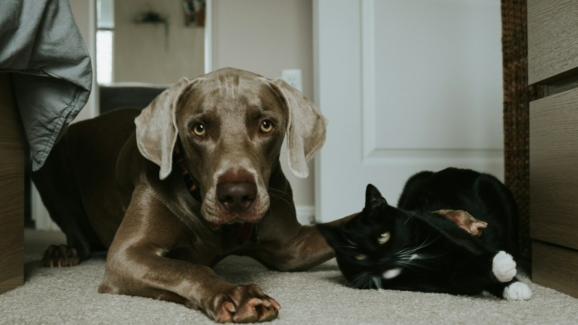 Traitement au fipronil des chiens et des chats