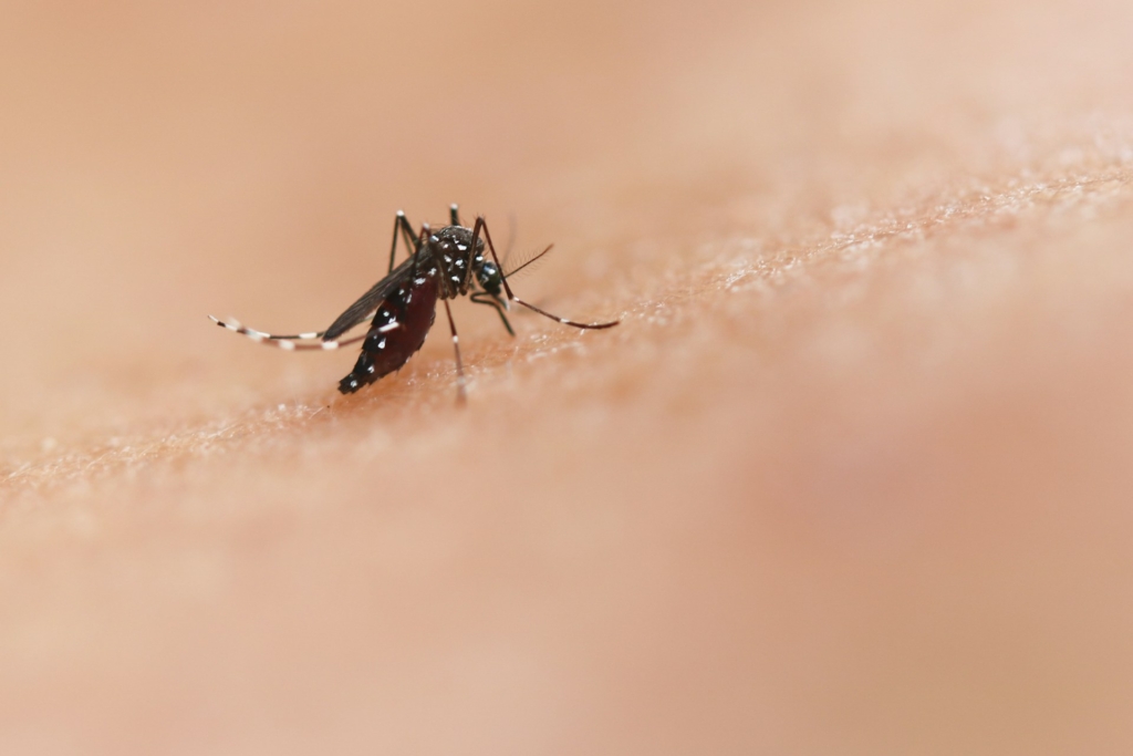 cypermethrine dans l'air intérieur pour traiter les moustiques