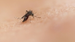 cypermethrine dans l'air intérieur pour traiter les moustiques
