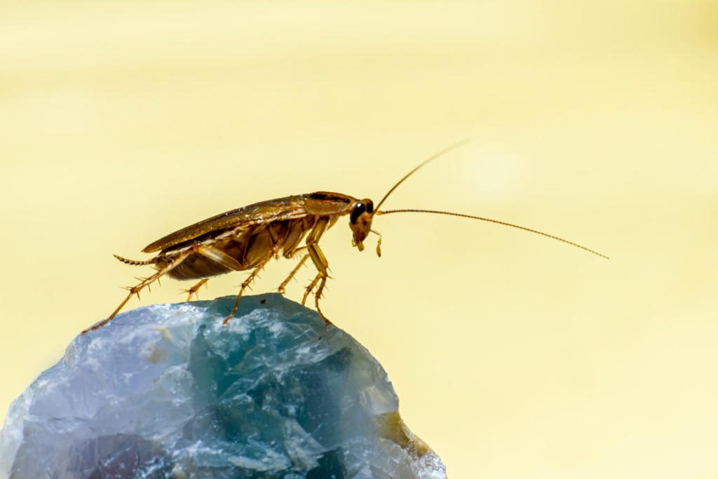 traitement des insectes avec du propoxur