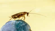 traitement des insectes avec du propoxur