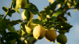 citrons pour illustrer limonène et pinène dans l'air intérieur