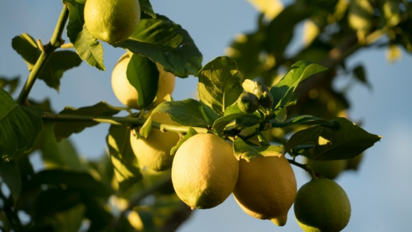 citrons pour illustrer limonène et pinène dans l'air intérieur